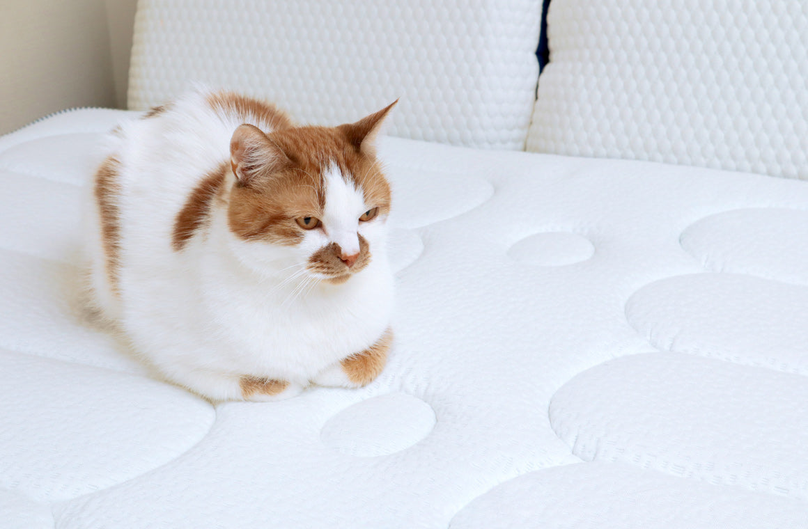 Essential things you should know before choosing Memory Foam Mattresses