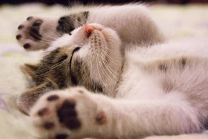 The Close Relationship Between Stress and Sleep